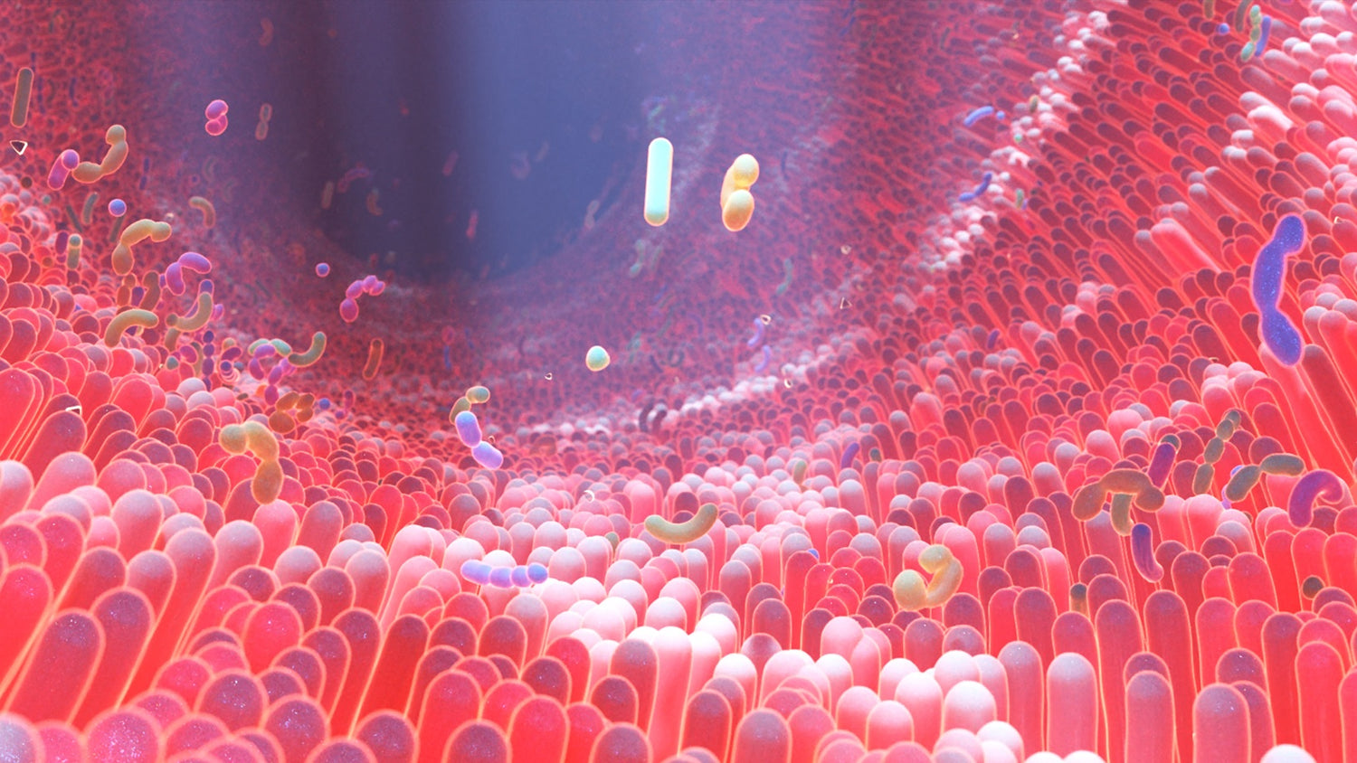 Fibre benefits to the microbiome. Prebiotic fibre food to the gut bacteria